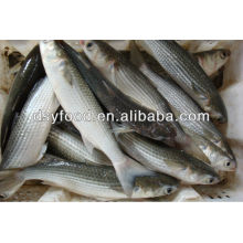 Frozen Grey Mullet Fish